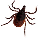 KENE İLAÇLAMA